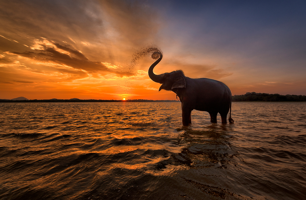 Sri Lanka Tour